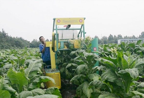 煙草打頂抑芽采收一體機(jī)